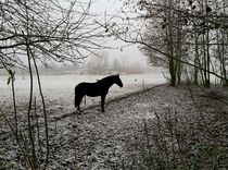 Too Cold for Horse Racing by Juergen Seidt