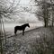 'Too Cold for Horse Racing' von Juergen Seidt