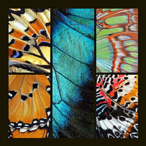 Biodiversity , Schmetterlingsflügel, Makro von Dagmar Laimgruber