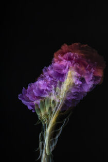 Dianthus Purple 2022 by Tomy Foto