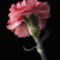 Dianthus-rosa-2022