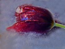 Frozen Tulip von Edgar Schermaul