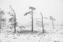 Winterlandschaft mit Lehrpfad im Schwarzen Moor/Rhön 2 von Holger Spieker