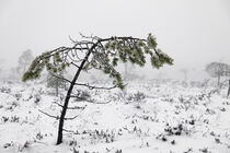 Das Schwarze Moor, kleine Kiefer im Winter von Holger Spieker