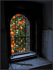 Oranges in old window by Lance Rann