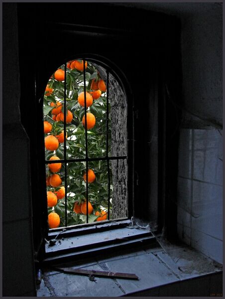 Old-windows-oranges-12in-300dpi-lance-rann2014
