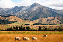 Schafe weiden vor Berg von pvphotography