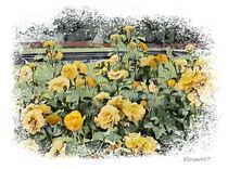 Yellow Rose Garden by eloiseart