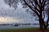'Wintervögel' von Edgar Schermaul