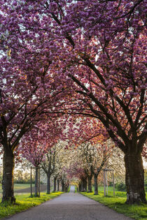 A beautiful blooming cherry tree alley 1 by Susanne Fritzsche