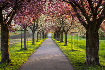 A beautiful blooming cherry tree alley 2 by Susanne Fritzsche