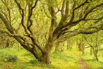 Alte Eiche 1 - Oak tree 1 von Susanne Fritzsche