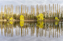 'Bäume im Frühling - cool touch // Trees in the spring - cool touch' by Susanne Fritzsche