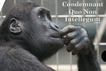 Condemnant Quo Non Intellegunt by Lance Rann