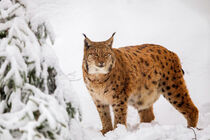 Luchs (Lynx lynx) by Dirk Rüter