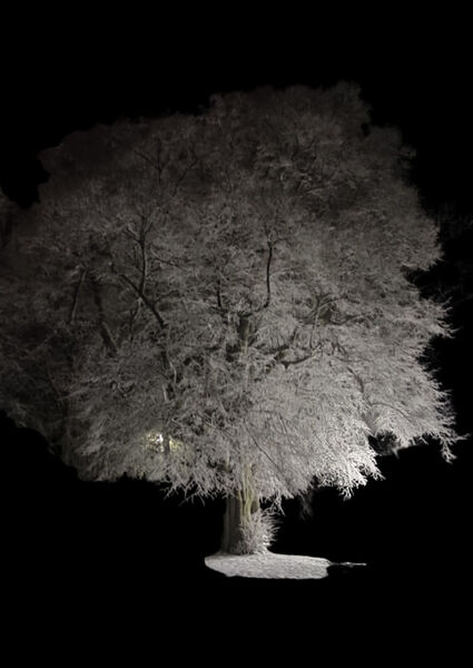 Ghost-tree