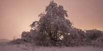 Romantische Abendstimmung in schneebedeckter Landschaft von Holger Spieker