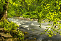 Fluss im Wald - River in the Forest von Susanne Fritzsche
