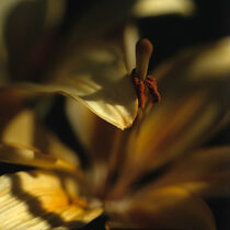 Taglilie, Hemerocallis hybrida von Helmut Neumann