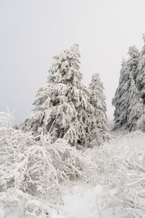 Winterlandschaft mit schneebedeckten Fichten 1 by Holger Spieker