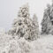 'Winterlandschaft mit schneebedeckten Fichten 1' von Holger Spieker