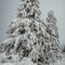'Winterlandschaft mit schneebedeckten Fichten 2' von Holger Spieker