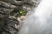 Stilles Leben am Wasserfall von Daniel Rast