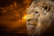 'Lion and Sunset - Löwe und Sonnenuntergang' von Erika Kaisersot