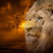 Lion-and-sunset-tree-01