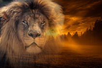 Lion and Sunset - Löwe und Sonnenuntergang by Erika Kaisersot