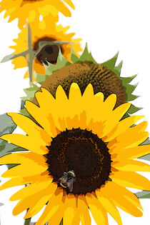 Sonnenblumen by mario-s