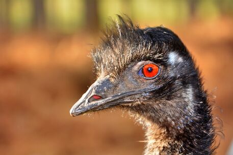 Emu-augen