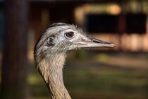 Emu Portait von Edgar Schermaul