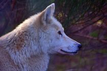 white wolf von Edgar Schermaul