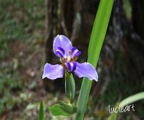 Schöne lila Blüte des Regenwaldes  von lucieart