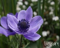 'Lila Blüte' von lucieart