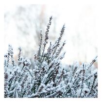 Heide im Winter von Nicole Menke