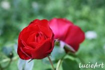 Red Roses Kissing by lucieart