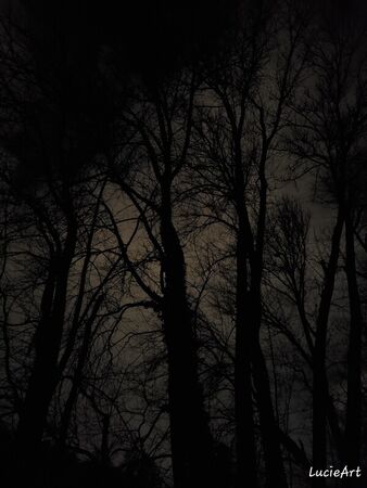 Trees-at-night