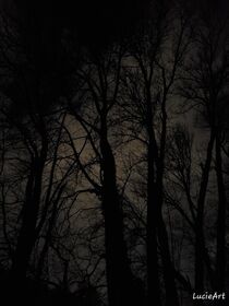 Trees at night by lucieart