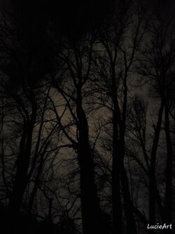 Trees-at-night