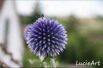 Purple flower von lucieart