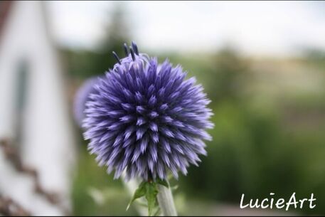Purple-spiky-flower