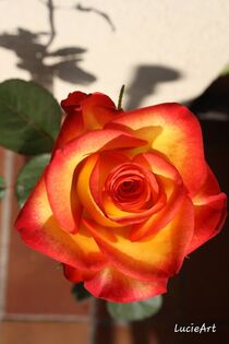 Das Innere der Rose  von lucieart