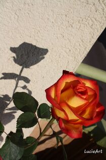 Rose mit Schatten 