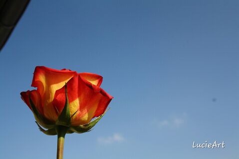 Rose-with-blue-sky
