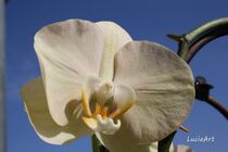 White orchid with blue sky