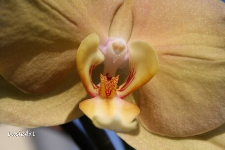 Inside-the-white-orchid