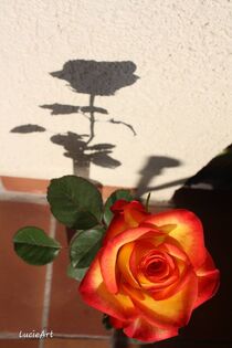 Rose with shadow