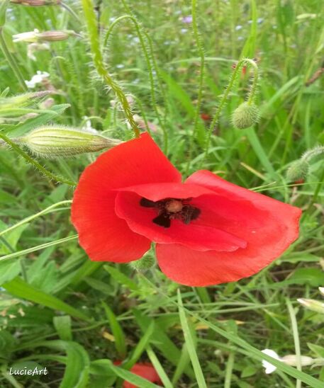 Poppy-flower-in-the-field
